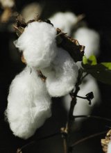 isolant laine de coton