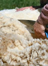 isolant laine de mouton